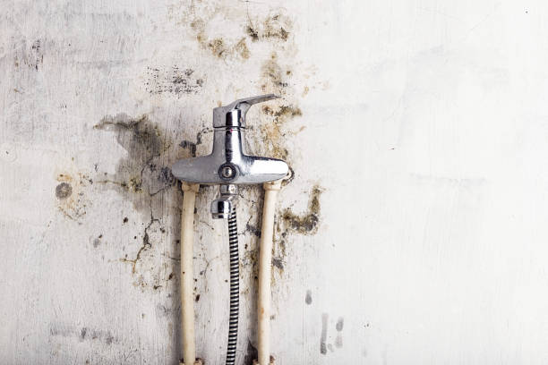 Best Mold Cleaning Services  in Fleetwood, PA