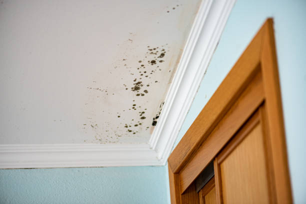 Best Black Mold Removal  in Fleetwood, PA