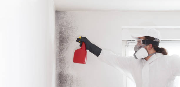 Best Crawl Space Mold Removal  in Fleetwood, PA