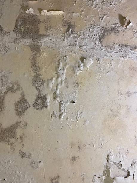 Best Mold Testing  in Fleetwood, PA