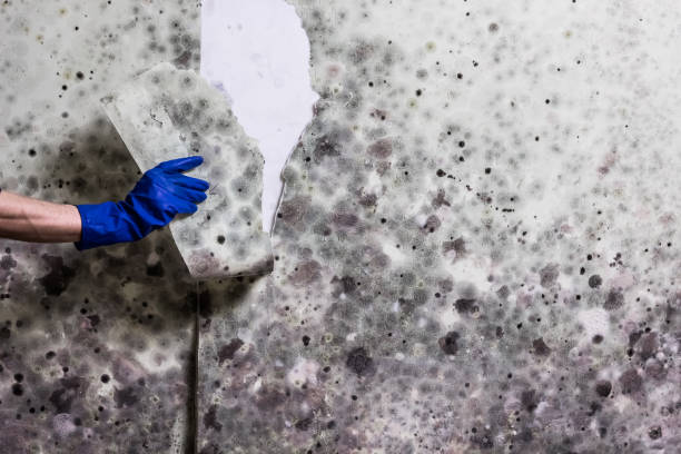 Best Fast Mold Removal  in Fleetwood, PA
