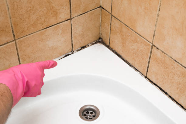Best Mold Remediation Experts  in Fleetwood, PA